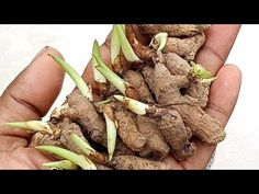 someone is holding up some very large root pieces in their hand, with the roots still attached to them