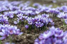 many purple flowers are growing in the dirt