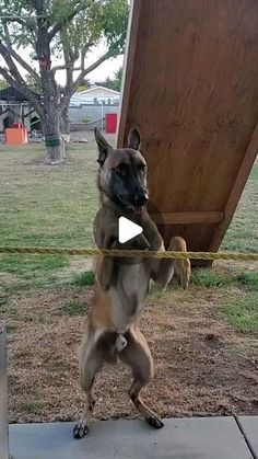 a dog standing on its hind legs holding onto a rope