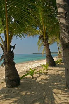 two palm trees on the beach with blue water in the background