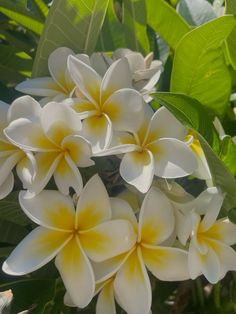 white and yellow flowers with green leaves in the background