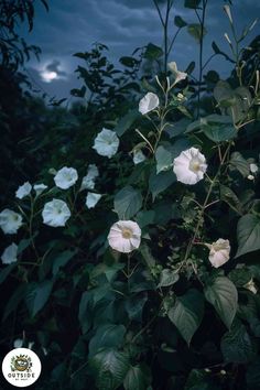 some white flowers are growing in the bushes at night with a full moon behind them