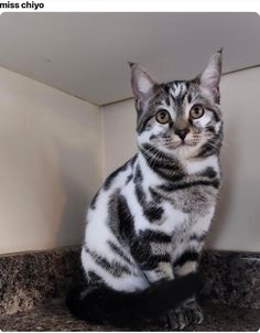 a cat sitting on top of a counter next to a white wall and looking at the camera