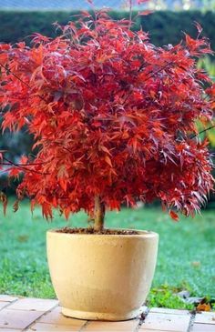 a potted plant with red leaves sitting on a tile floor in the middle of a yard