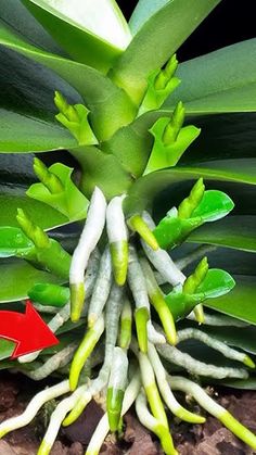 a close up of a plant with green leaves and red arrow pointing to the center