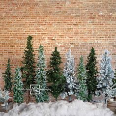 christmas trees are lined up against a brick wall with snow on the ground and behind them