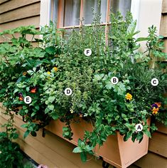 a window box filled with lots of plants