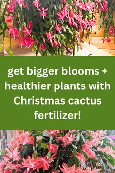 christmas cactus Diy Fertilizer, Amaryllis Plant, Holiday Cactus, Flowering Succulents, Windowsill Garden