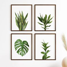 four framed tropical plants are displayed on the wall above a vase with a plant in it