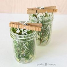 two mason jars filled with plants and clothes pins