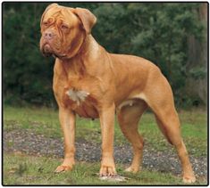 a large brown dog standing on top of a grass covered field with trees in the background