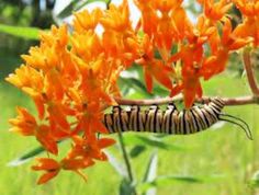 a monarch caterpillar on an orange flower