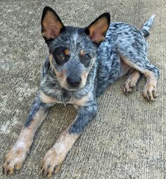 a small dog laying on the ground looking at the camera with an intense look to it's face