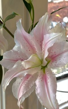 a pink and white flower is in a vase