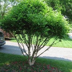 a small tree in the middle of a flower bed next to a parked car on a driveway