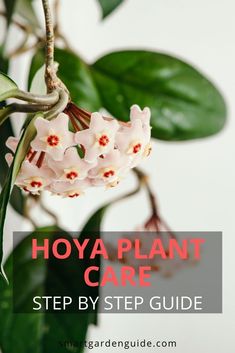 How To Care For Hoya Plant, Amazon Flowers, Plant Care Guide