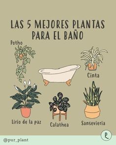 an illustrated poster with different types of plants in pots and the words las 5 medores plantas para el piano