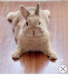 a white rabbit laying on top of a wooden floor