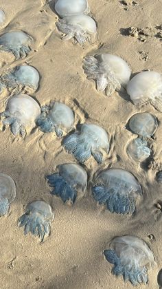 many jellyfish are gathered together on the sand