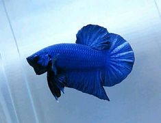 a blue siamese fish swimming in an aquarium