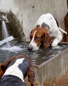 three dogs are drinking water from a fountain