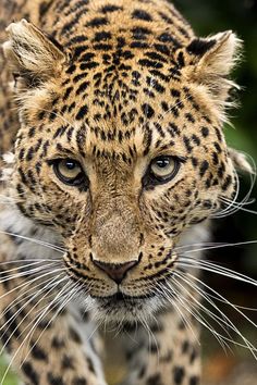 a close up of a leopard's face and head with green grass in the background