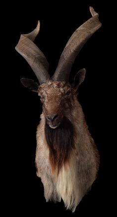 an animal with very long horns standing in the dark