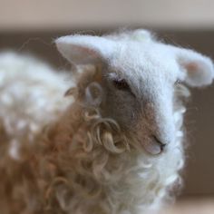 a close up of a sheep with curly hair