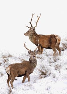 two deer standing on top of a snow covered hill