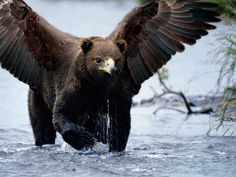 a brown bear with its wings spread out in the water