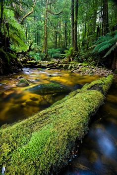 a mossy log in the middle of a stream