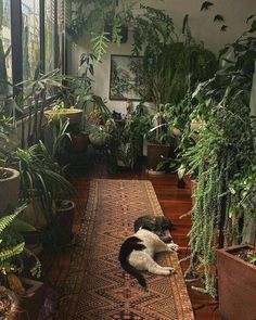 two cats are sleeping on the rug in front of some houseplants and potted plants