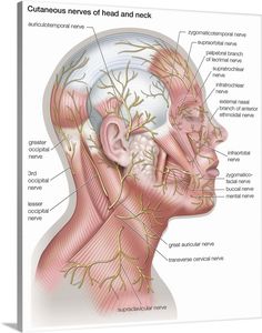 the head and neck are labeled in this medical diagram, with labels on each side