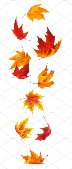 autumn leaves falling from the sky in different colors and sizes, including oranges, yellows, and reds