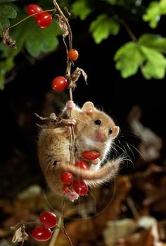 a small rodent hanging from a branch with berries on it