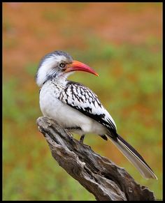 a white and black bird sitting on top of a tree branch next to green grass