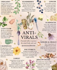 Medicinal Herbs Garden, Home Medicine, Medical Herbs, Magia Das Ervas, Witch Stuff, Metabolic Diet, Magic Herbs, Herbal Recipes, Holistic Care