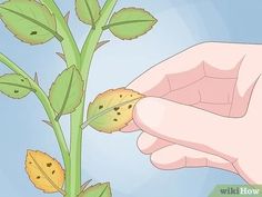 a plant with yellow leaves is being held by a person's hand while the flower bud