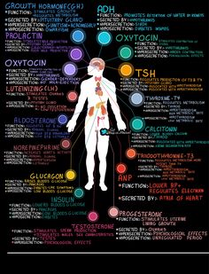 the human body and its major functions in each part of the body, including different types of