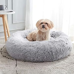 a small dog sitting on top of a bed in the middle of a living room