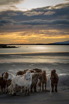 several horses are standing on the beach at sunset or dawn, with water in the background