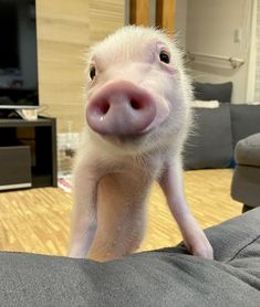 a small pig standing on top of a couch