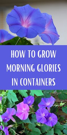 purple flowers with the words how to grow morning glorys in containers on top of them