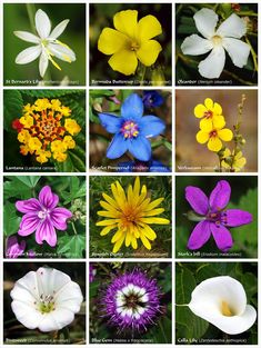 many different types of flowers are shown in this image with the caption's description below