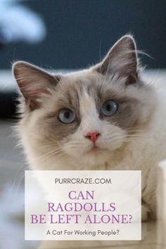 Bengal Cat Facts, Ragdoll Cat Colors, Best Shampoo, Cats Musical, Cat Background, Cat Shedding, Bengal Cats