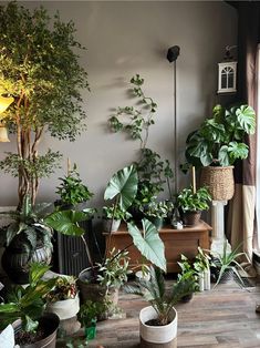 many potted plants are sitting on the floor