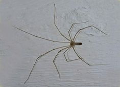 a brown spider sitting on top of a white wall