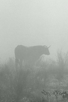 a cow standing on top of a dry grass covered field in the foggy day