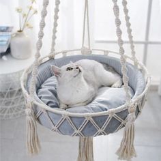 a white cat is laying in a hammock