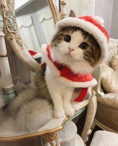 a cat wearing a santa hat sitting on top of a table next to a mirror